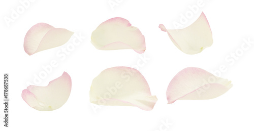 Set of white and pink rose petals