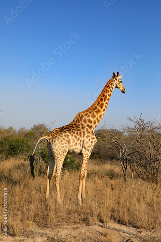 Healthy giraffe in South Africa.