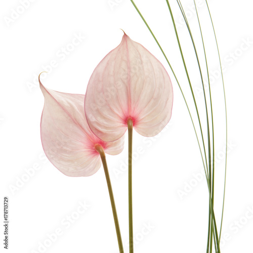 flor anturium con fondo blanco