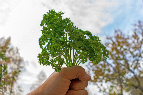 a bunch of green parsley in his hand