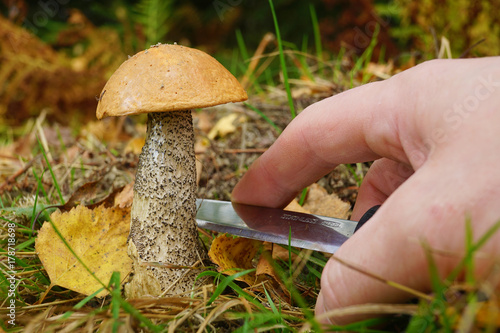 a man collects mushrooms in a forest in autumn