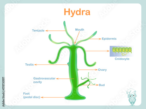 Anatomy structure scheme of hydra for school biology lessons stock vector illustration