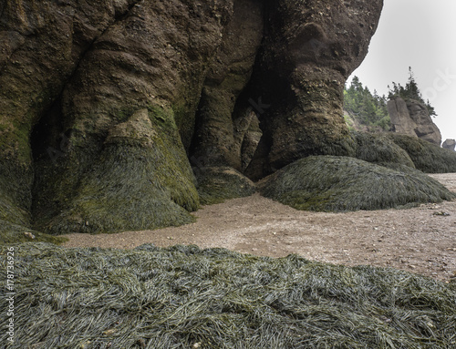 Seaweed remains on the ocean floor after tidal water recedes. Visitors are able to walk on the ocean floor at low tide, Hopewell Rocks, New Brunswick, Canada