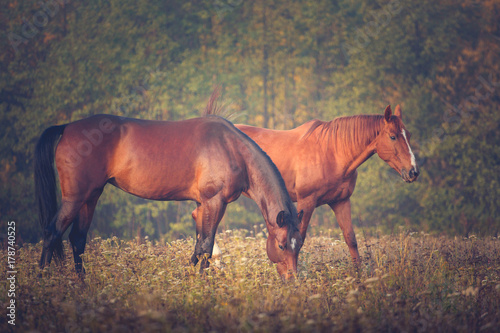 Two red horses graze on the trees background in autumn
