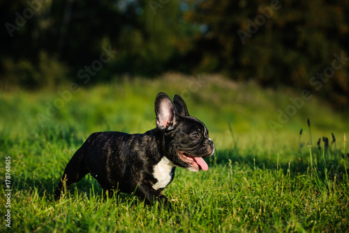 Brindle French Bulldog puppy outdoor portrait walking through field