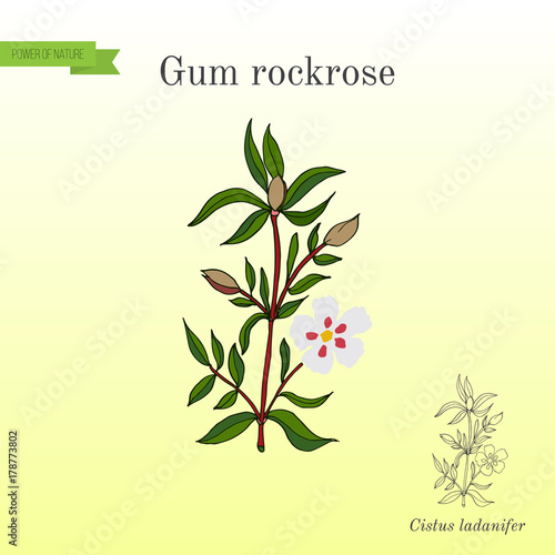 Gum rockrose or labdanum, common gum cistus