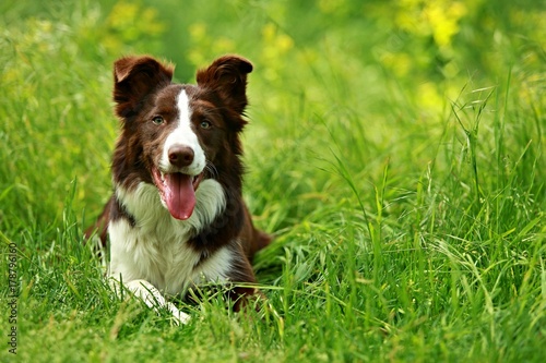 Happy brown and white border collie dog with her tongue out lying down in green grass with blurry background