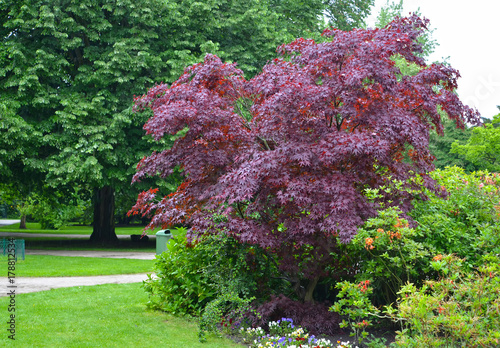 Maple acutifoliate "Crimson King" (Acer platanoides Crimson King) in the park