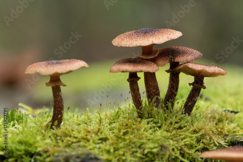 Group of brown mushrooms