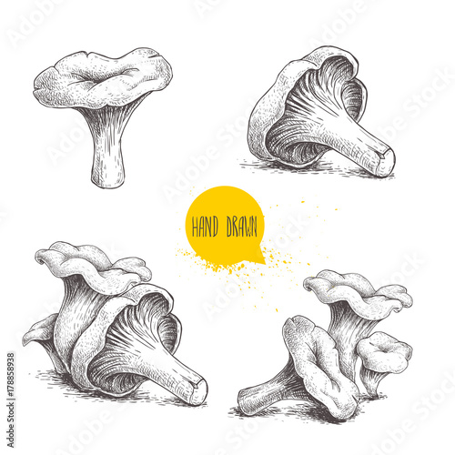 Hand drawn sketch style chanterelle mushroom setisolated on white background. Healthy natural forest food collection. Vector illustration.