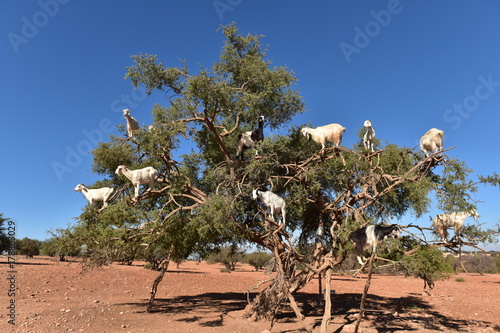 Valle de Argan, Marruecos