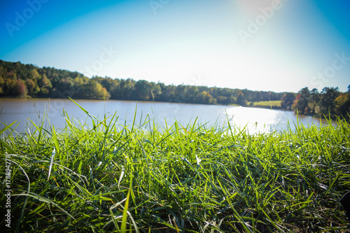 Grass and Pond