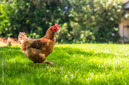 Hen or chicken running free range