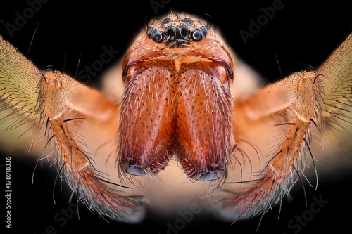 Extreme magnification - House spider (Tegenaria agrestis)