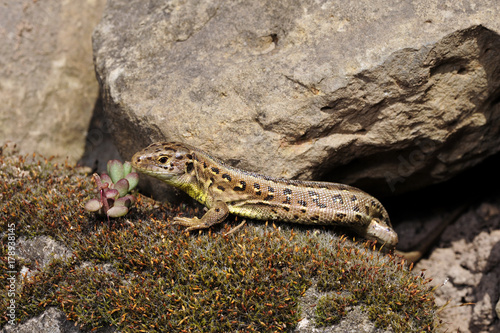 weibliche Zauneidechse (Lacerta agilis) - Sand Lizard
