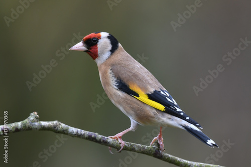 Garden goldfinch