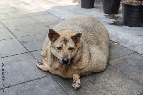 肥満・犬・健康・かわいい・デブ犬