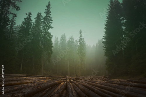 Dark, hipster coniferous forest in the mist. Big wood logs
