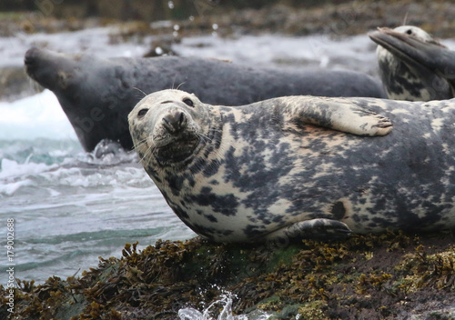 Grey Seal in the Farne Islands