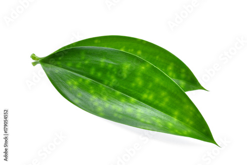 close up of two green leaves isolated on white background