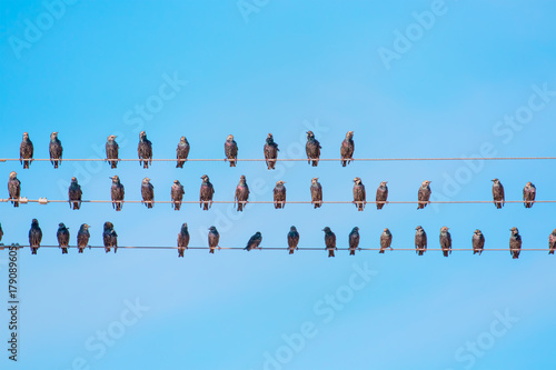 Starlings sitting on a electrical wire against blue sky