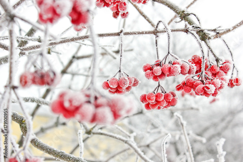 Winter Frozen Viburnum Under Snow. Viburnum In The Snow. First snow. Autumn and snow. Beautiful winter.