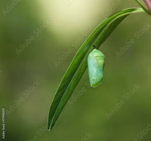 Monarch butterfly chrysalis or pupa attached to a milkweed leaf. Natural green background with copy space. 