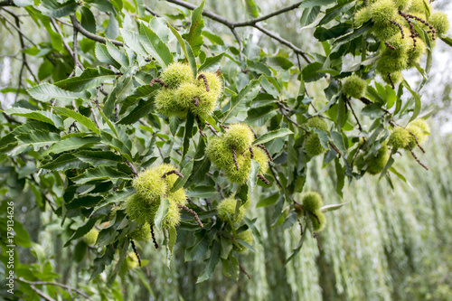 Castanea sativa, sweet chestnuts hidden in spiny cupules, tasty brownish nuts marron fruits, branches with leaves