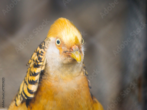 Portret żółtej papugi zrobiony przez siatkę.
