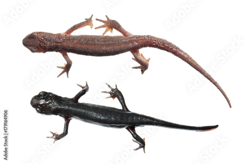 Two different species of newts isolated on white background. Common newt (Lissotriton vulgaris) and Japanese fire belly newt (Cynops pyrrhogaster)