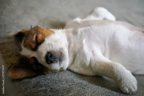 Szczeniak jack russell terrier leży na kanapie do góry brzuchem.