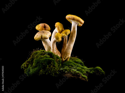 mushrooms in moss on a black background closeup