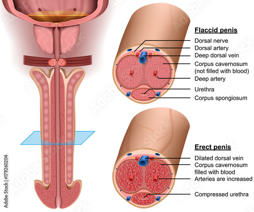 Anatomy, cross section Penis, 3d vector illustration