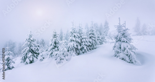 Foggy winter landscape in the forest.