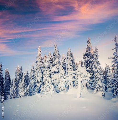 Fantastic winter sunrise in Carpathian mountains with snow covered fir trees.