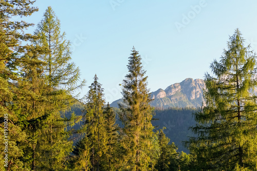Mountains and forests in Zakopane