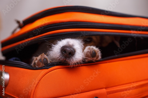 Little dog in the suitcase