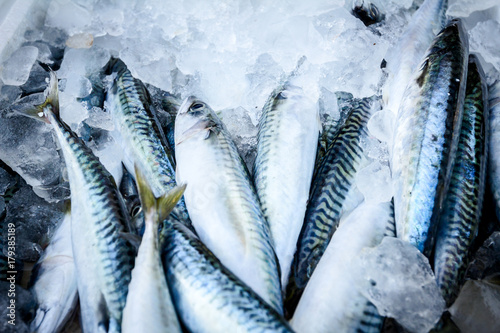 Fresh Mackerel in box with ice at the fish market