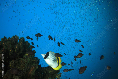 Coral reef underwater and tropical fish