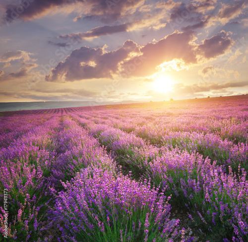 Meadow of lavender.