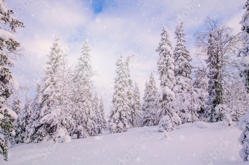 Snow covered fir trees in mountains.