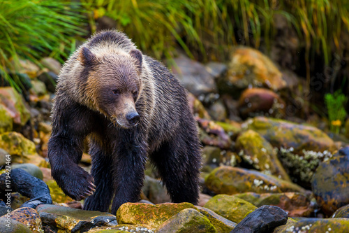 Orso grizzly della costa che pesca salmoni in Canada o Alaska