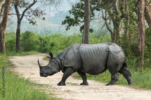 One-horned Rhinoceros, Kaziranga National Park, Assam, India