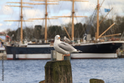 Möwe in Travemünde