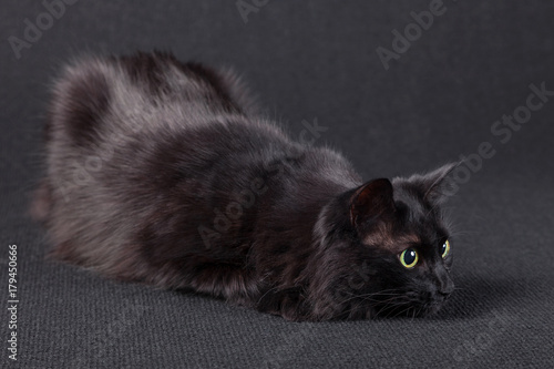 Playful black cat on a dark background, lying down in a hunting position and preparing a jump to attack. Long hair Turkish Angora breed. Adult female.