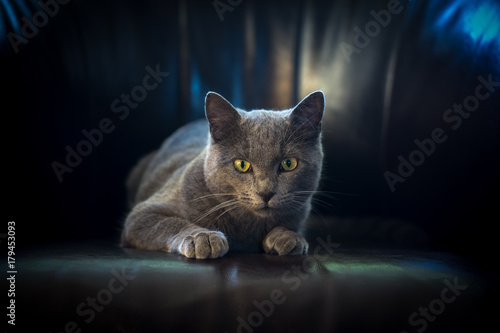 Un chat gris de face,regardant en bas couché sur un fauteuil sur un fond noir et des reflets bleus