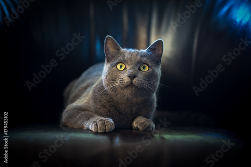 Un chat gris de face,regardant en haut couché sur un fauteuil sur un fond noir et des reflets bleus