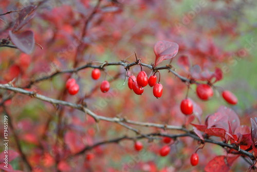 Berberys - Berberis