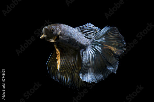 Fancy betta fish,Blue siamese fighting fish on black background isolated