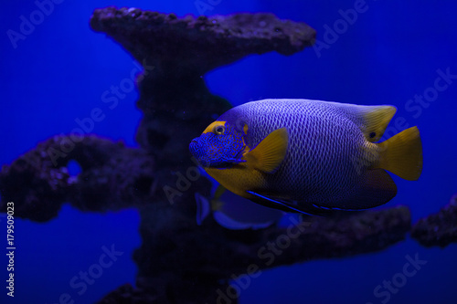 The marine life of the Indian Ocean. Colorful aquarium, showing colorful fish swimming